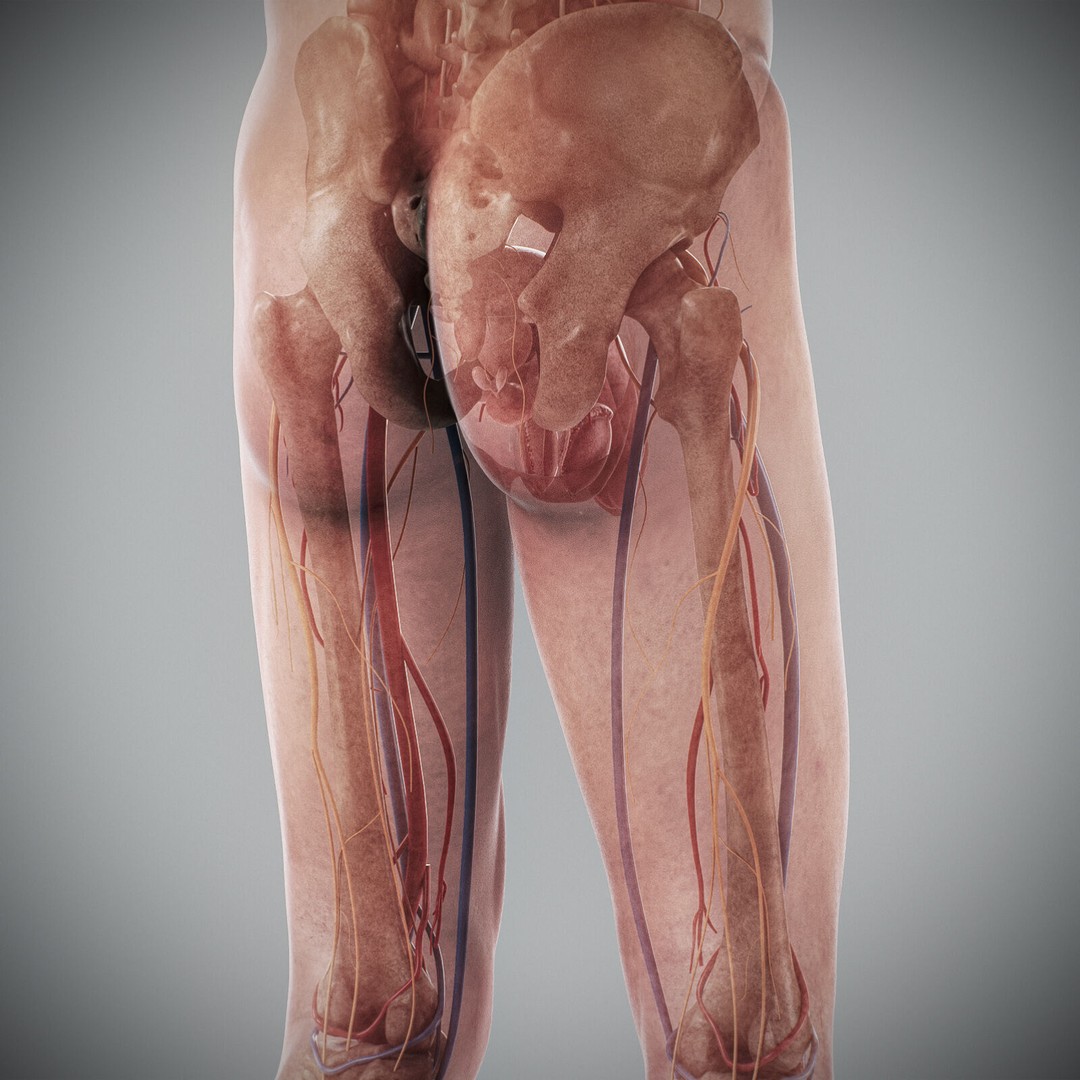 Human Male Anatomy 3D Model – Detailed Anatomical Systems, FBX, OBJ - View 96