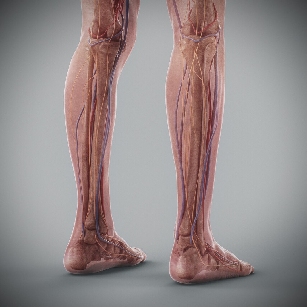 Human Male Anatomy 3D Model – Detailed Anatomical Systems, FBX, OBJ - View 98