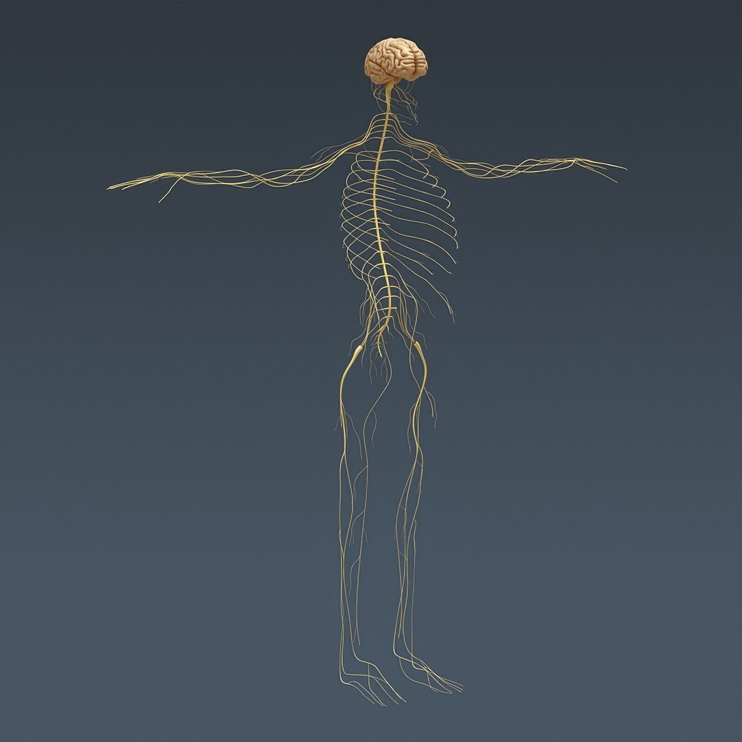 Human Male Anatomy 3D Model – Detailed Anatomical Systems, FBX, OBJ - View 99