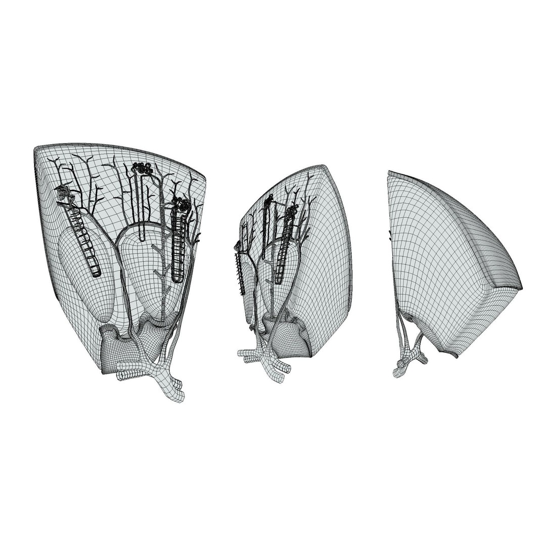 Kidney Nephron Structure 3D Model – PBR Anatomy Asset, FBX, OBJ
