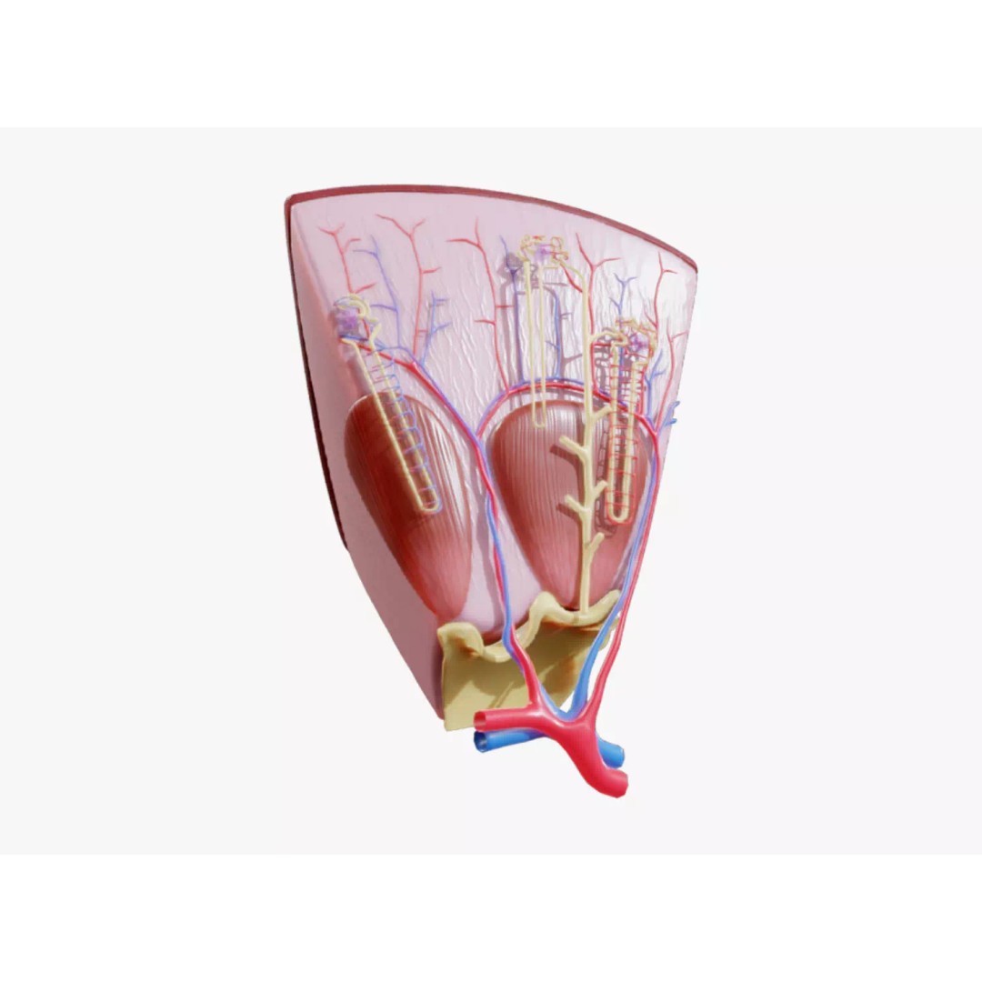 Kidney Nephron Structure 3D Model – PBR Anatomy Asset, FBX, OBJ - View 2