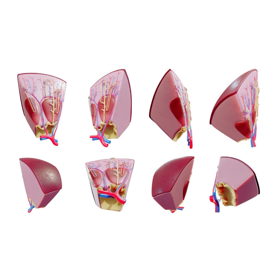 Kidney Nephron Structure 3D Model – PBR Anatomy Asset, FBX, OBJ - View 3