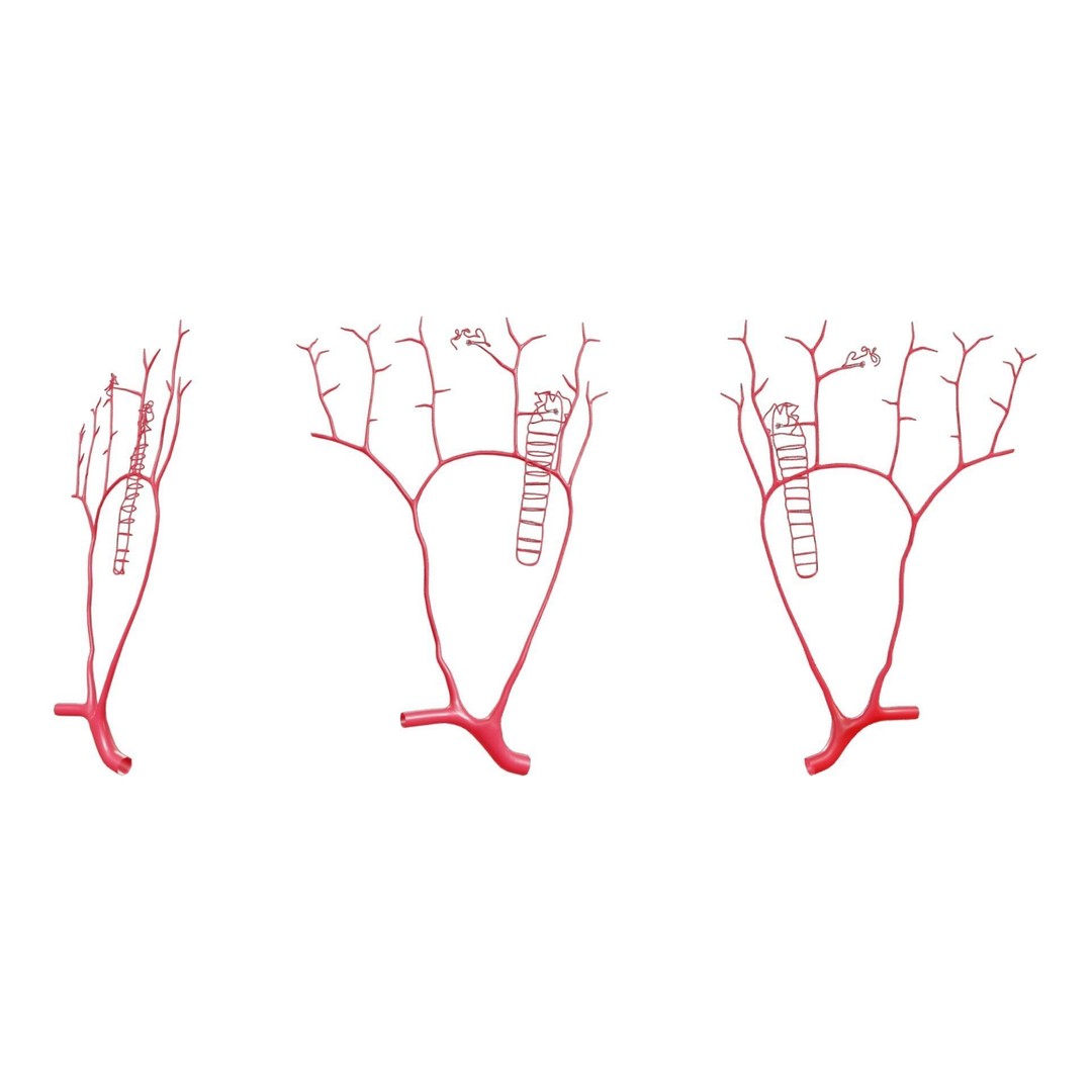 Kidney Nephron Structure 3D Model – PBR Anatomy Asset, FBX, OBJ - View 4