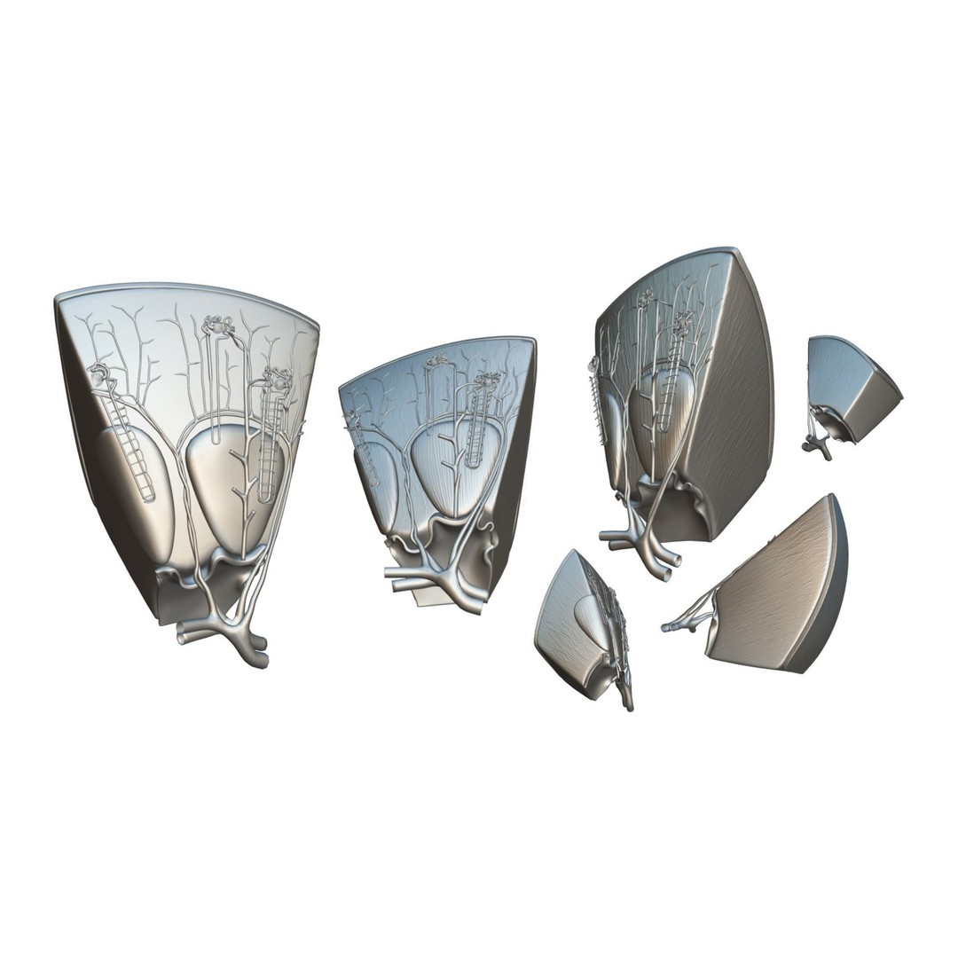 Kidney Nephron Structure 3D Model – PBR Anatomy Asset, FBX, OBJ - View 5