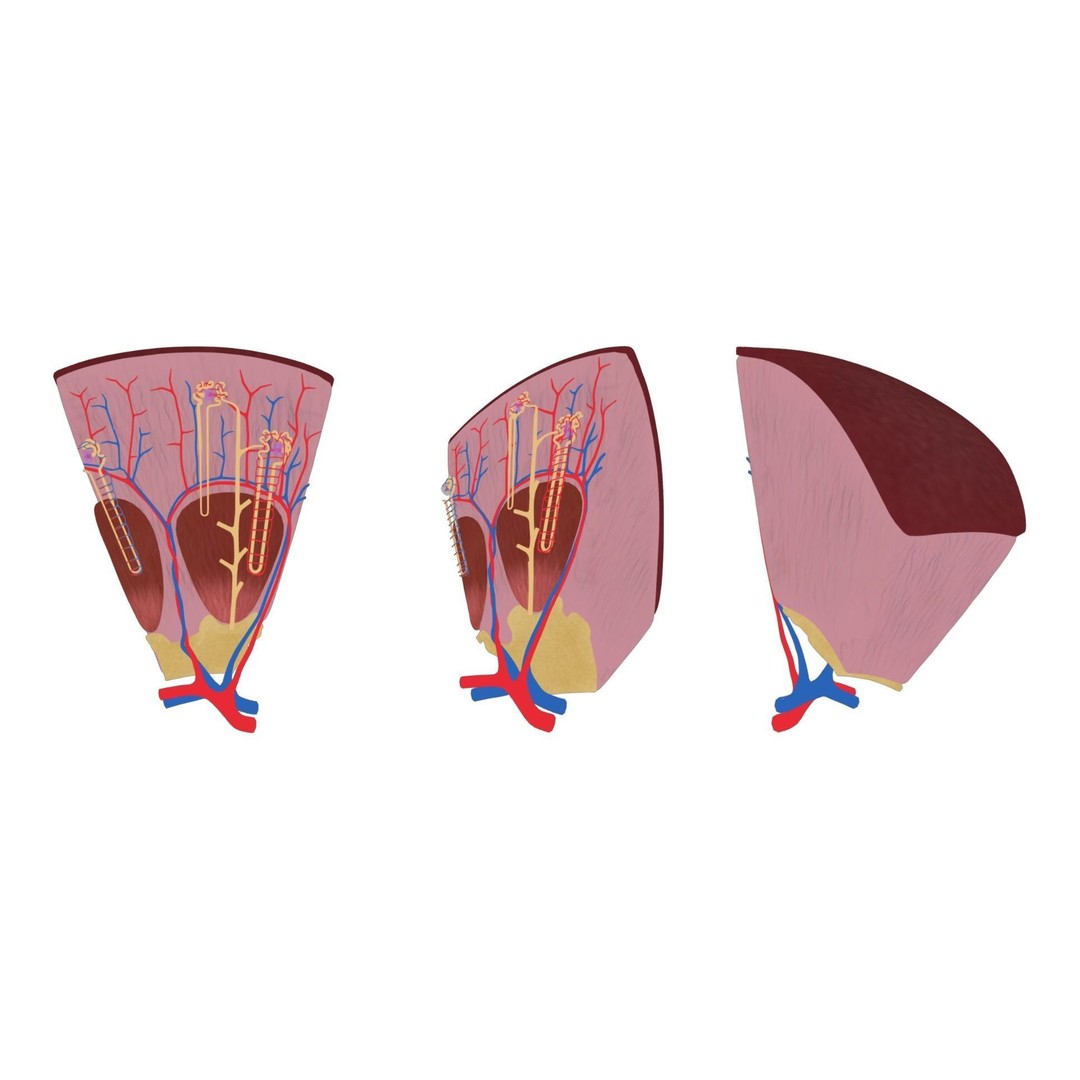 Kidney Nephron Structure 3D Model – PBR Anatomy Asset, FBX, OBJ - View 6