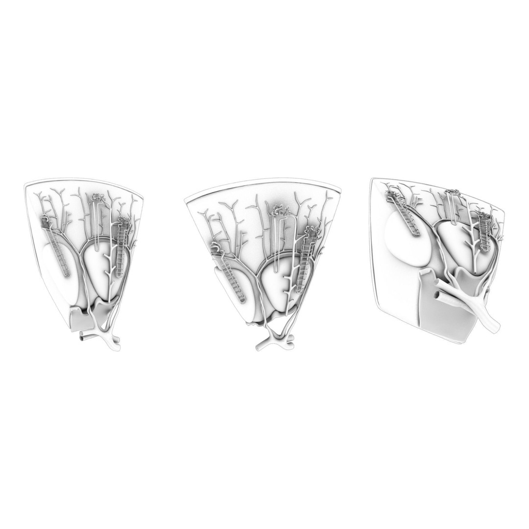 Kidney Nephron Structure 3D Model – PBR Anatomy Asset, FBX, OBJ - View 7