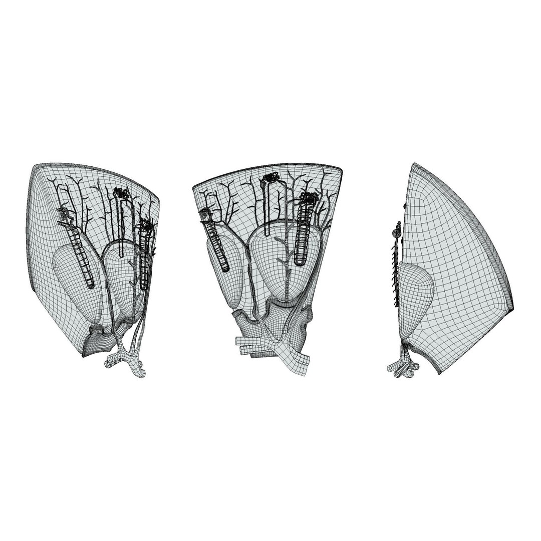 Kidney Nephron Structure 3D Model – PBR Anatomy Asset, FBX, OBJ - View 8