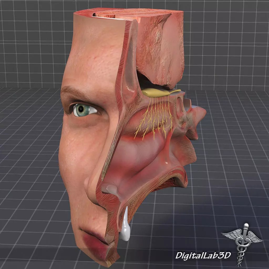 Nose Anatomy 3D Model – Detailed Medical Visualization, FBX, OBJ - View 2