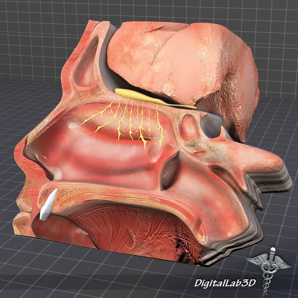 Nose Anatomy 3D Model – Detailed Medical Visualization, FBX, OBJ - View 3