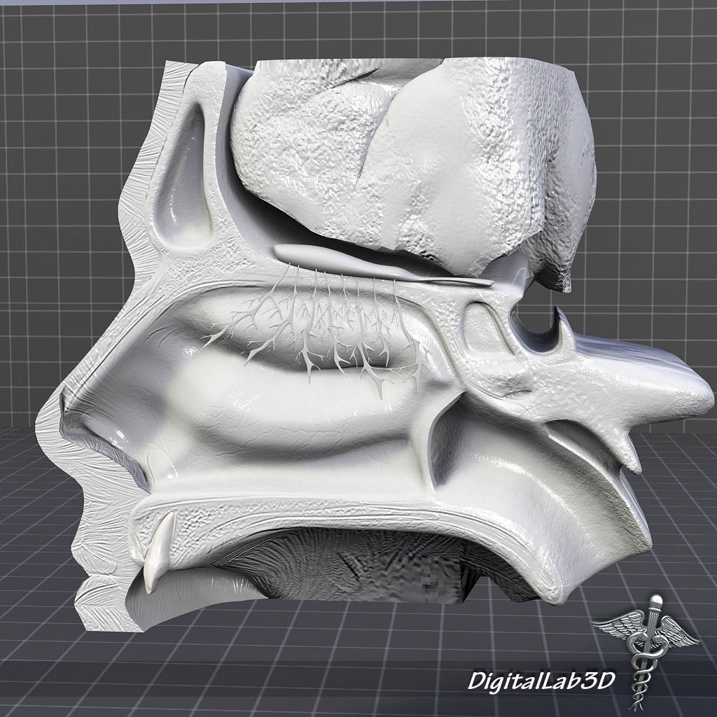 Nose Anatomy 3D Model – Detailed Medical Visualization, FBX, OBJ - View 4
