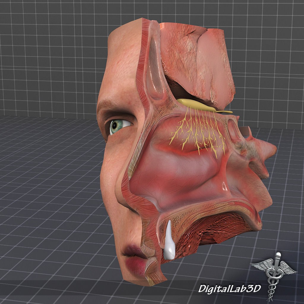 Nose Anatomy 3D Model – Detailed Medical Visualization, FBX, OBJ - View 7