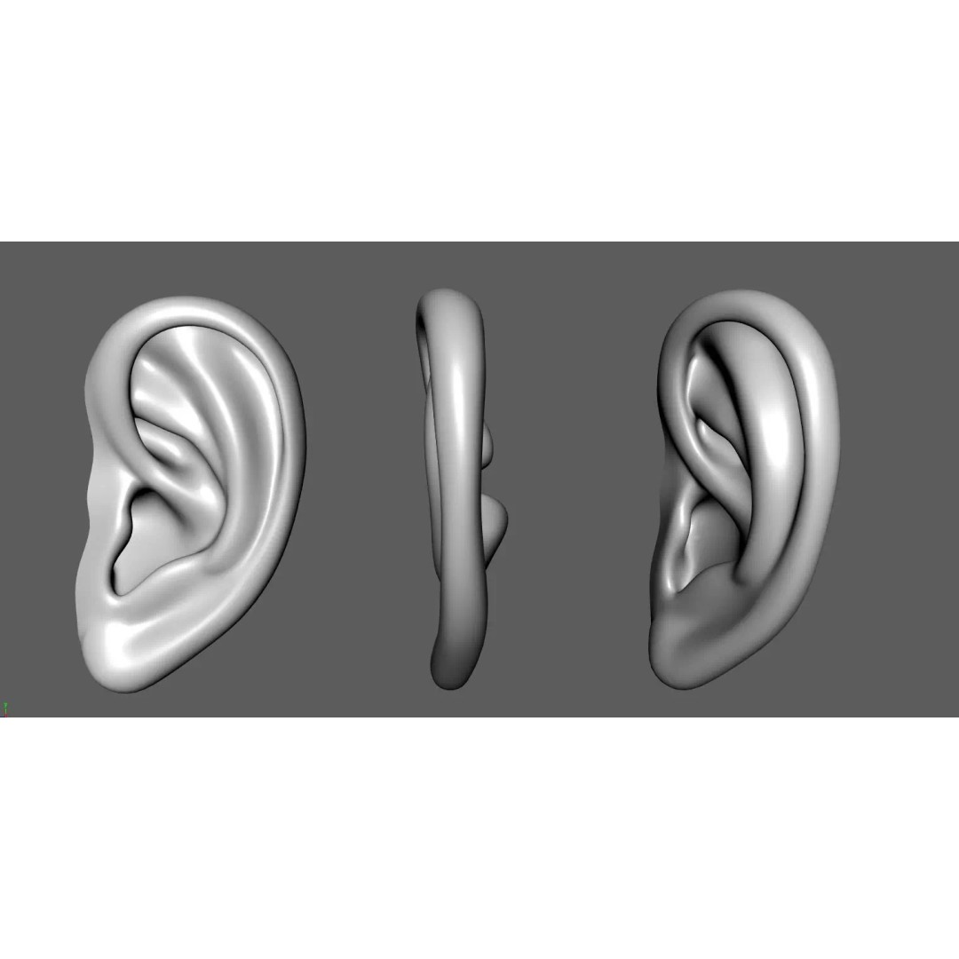 Ear 3D Model – Low Poly Character Anatomy Asset, FBX - View 2