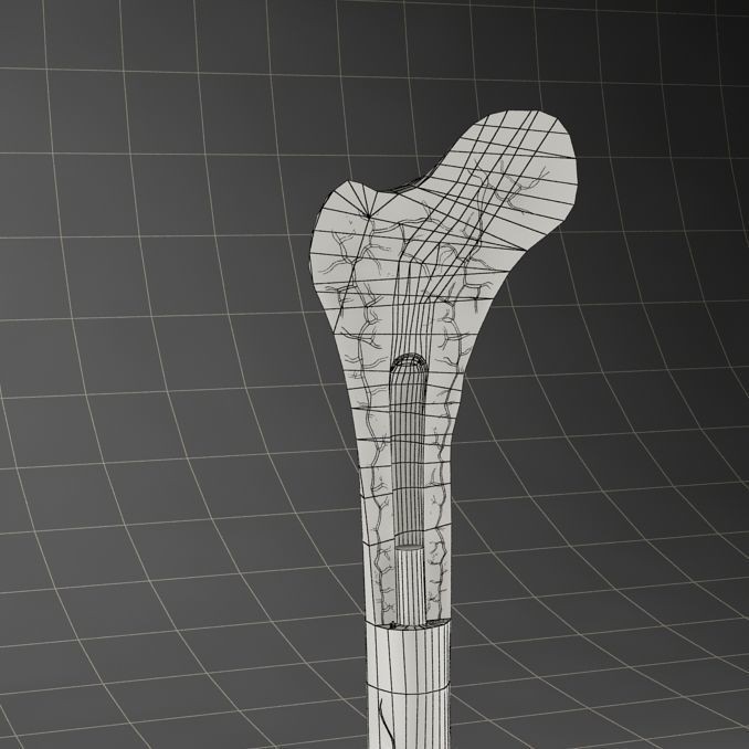 Femur Bone 3D Model – Detailed Cross-Section, PBR Textures, FBX