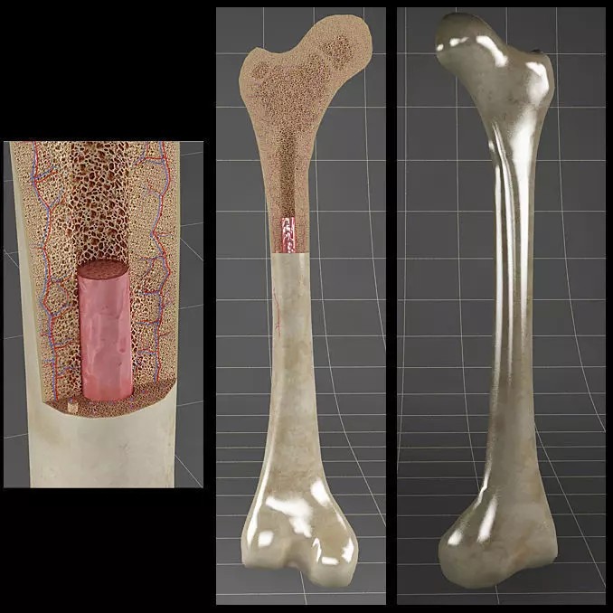 Femur Bone 3D Model – Detailed Cross-Section, PBR Textures, FBX - View 2
