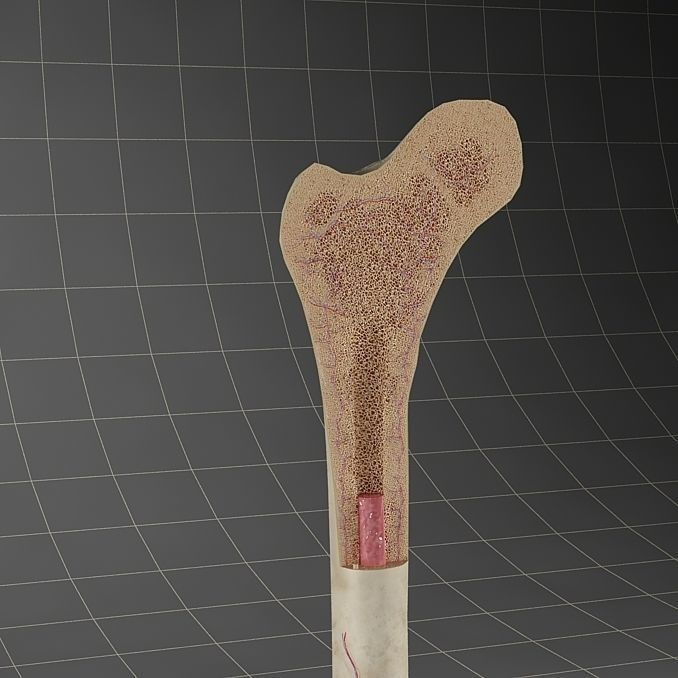 Femur Bone 3D Model – Detailed Cross-Section, PBR Textures, FBX - View 3