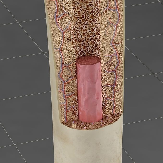 Femur Bone 3D Model – Detailed Cross-Section, PBR Textures, FBX - View 4