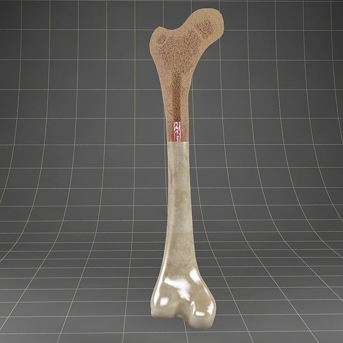 Femur Bone 3D Model – Detailed Cross-Section, PBR Textures, FBX - View 5