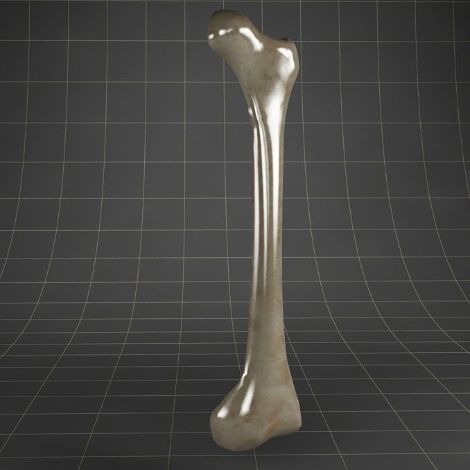 Femur Bone 3D Model – Detailed Cross-Section, PBR Textures, FBX - View 6