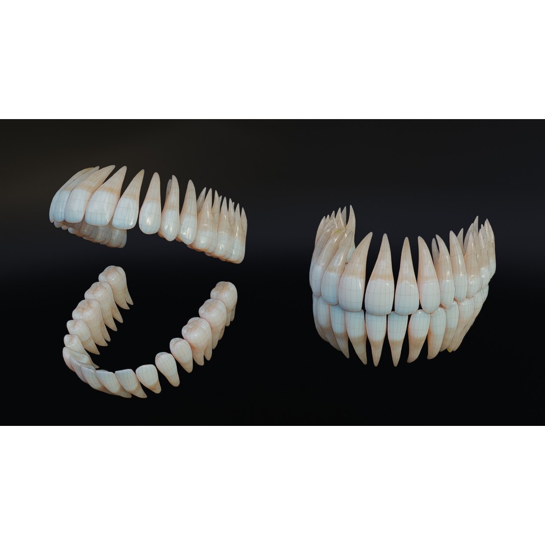 Dirty Human Teeth 3D Model – Low Poly Realistic Dental Asset, FBX - View 10