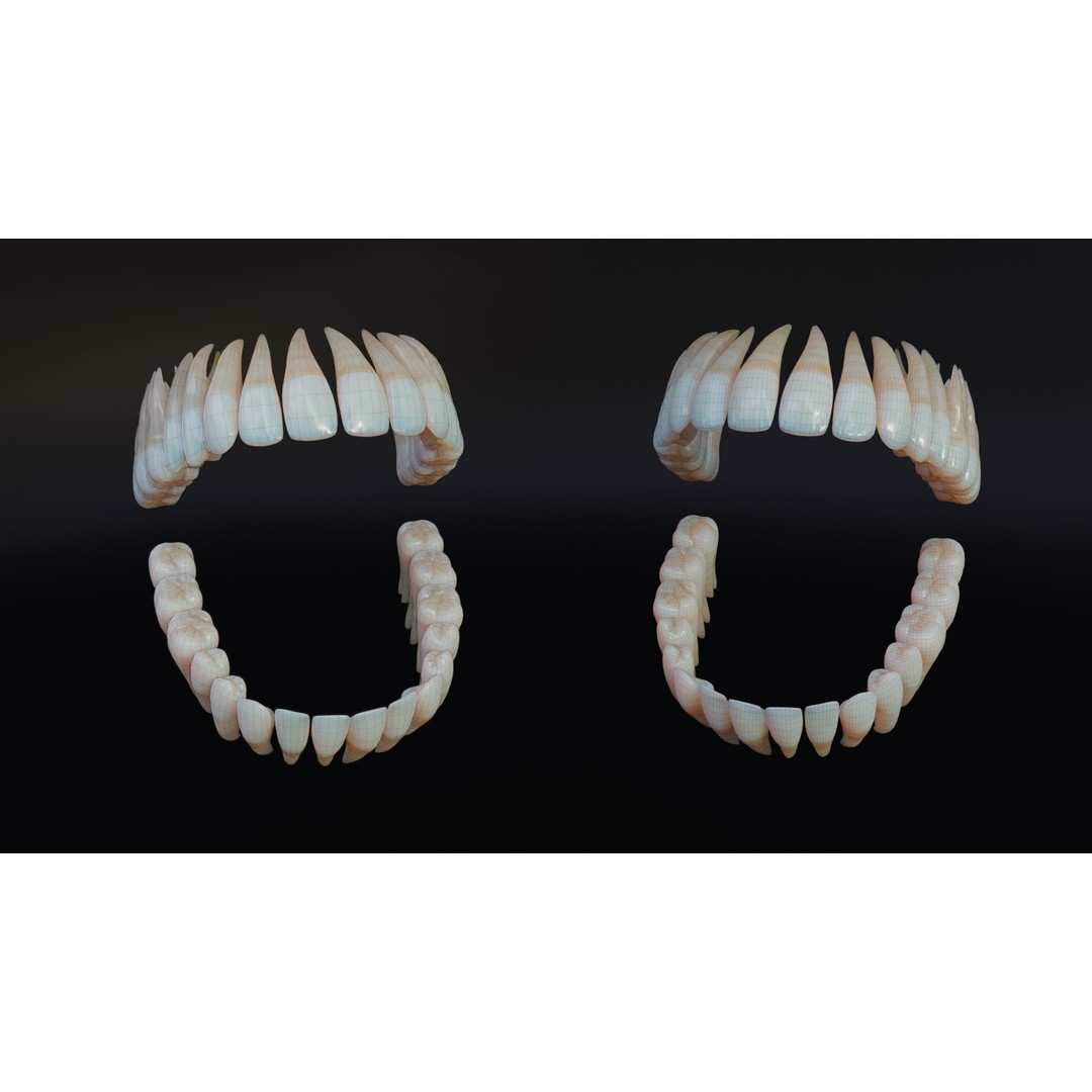 Dirty Human Teeth 3D Model – Low Poly Realistic Dental Asset, FBX - View 11