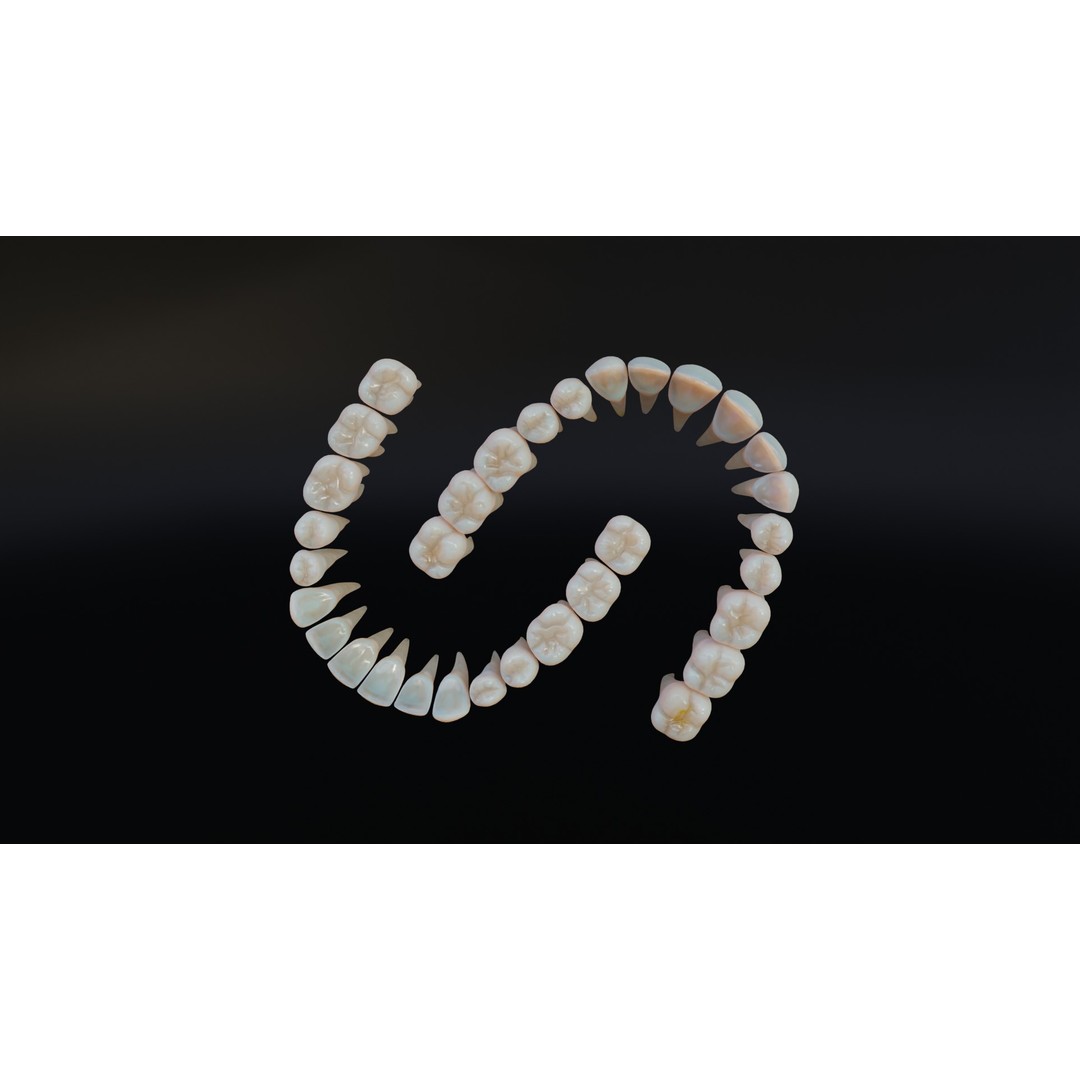 Dirty Human Teeth 3D Model – Low Poly Realistic Dental Asset, FBX - View 12