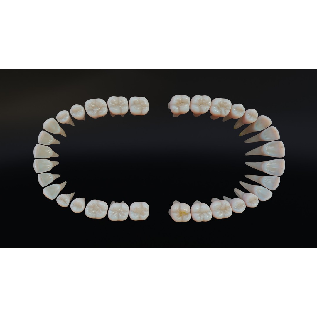 Dirty Human Teeth 3D Model – Low Poly Realistic Dental Asset, FBX - View 13