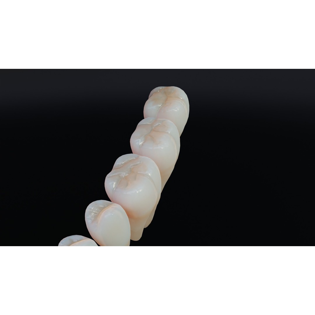 Dirty Human Teeth 3D Model – Low Poly Realistic Dental Asset, FBX - View 14