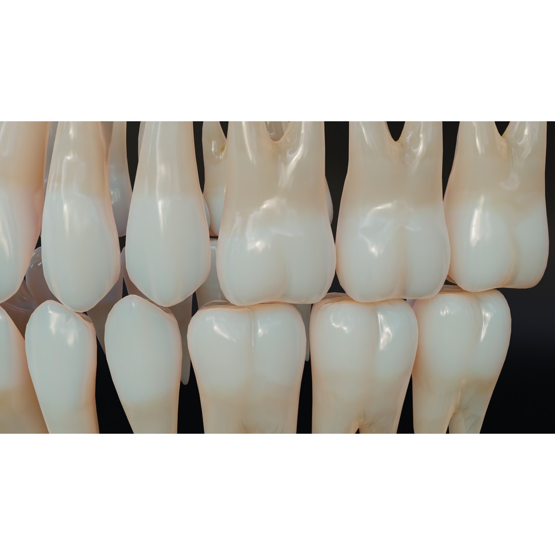 Dirty Human Teeth 3D Model – Low Poly Realistic Dental Asset, FBX - View 15
