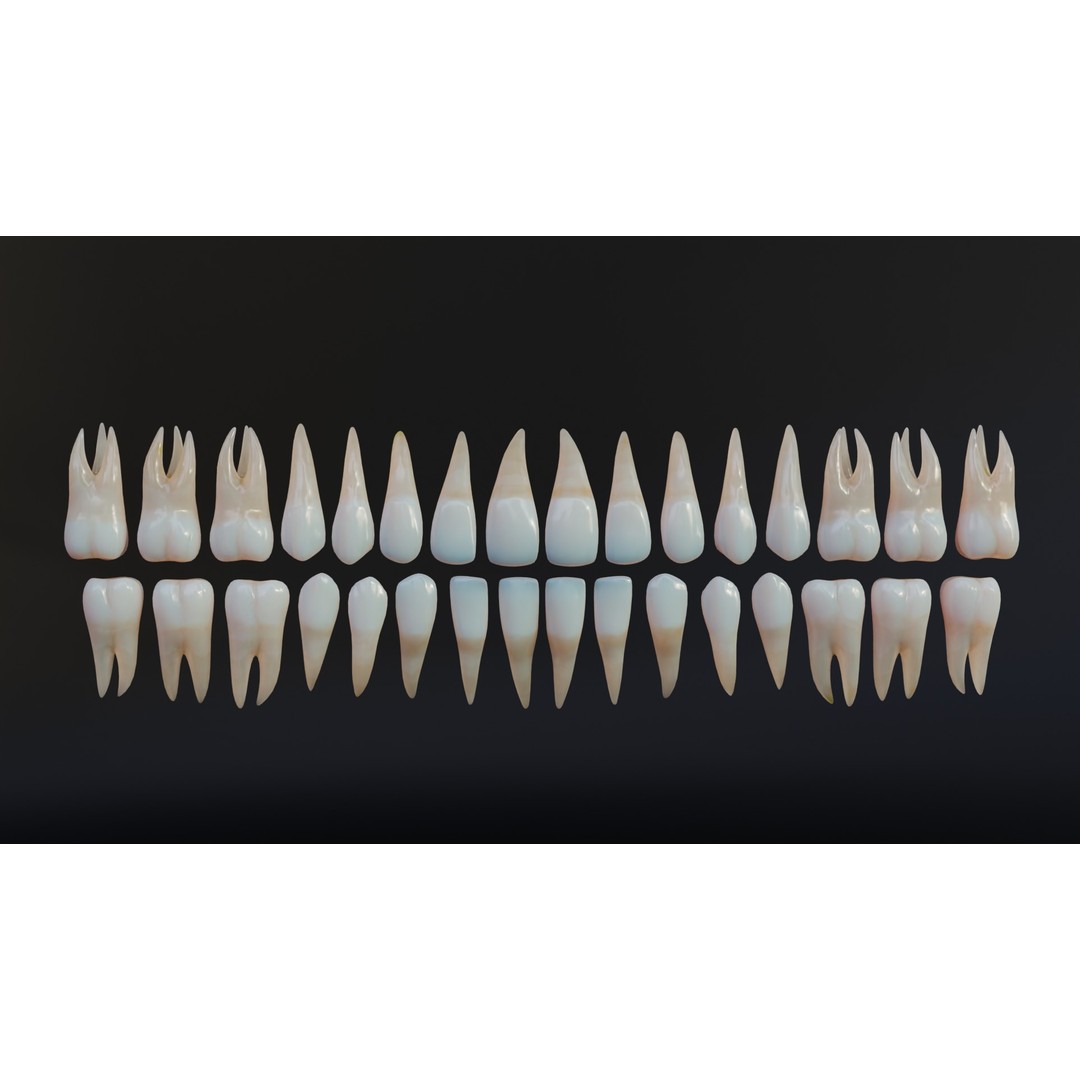 Dirty Human Teeth 3D Model – Low Poly Realistic Dental Asset, FBX - View 16