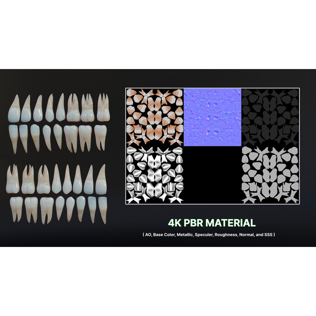 Dirty Human Teeth 3D Model – Low Poly Realistic Dental Asset, FBX - View 17