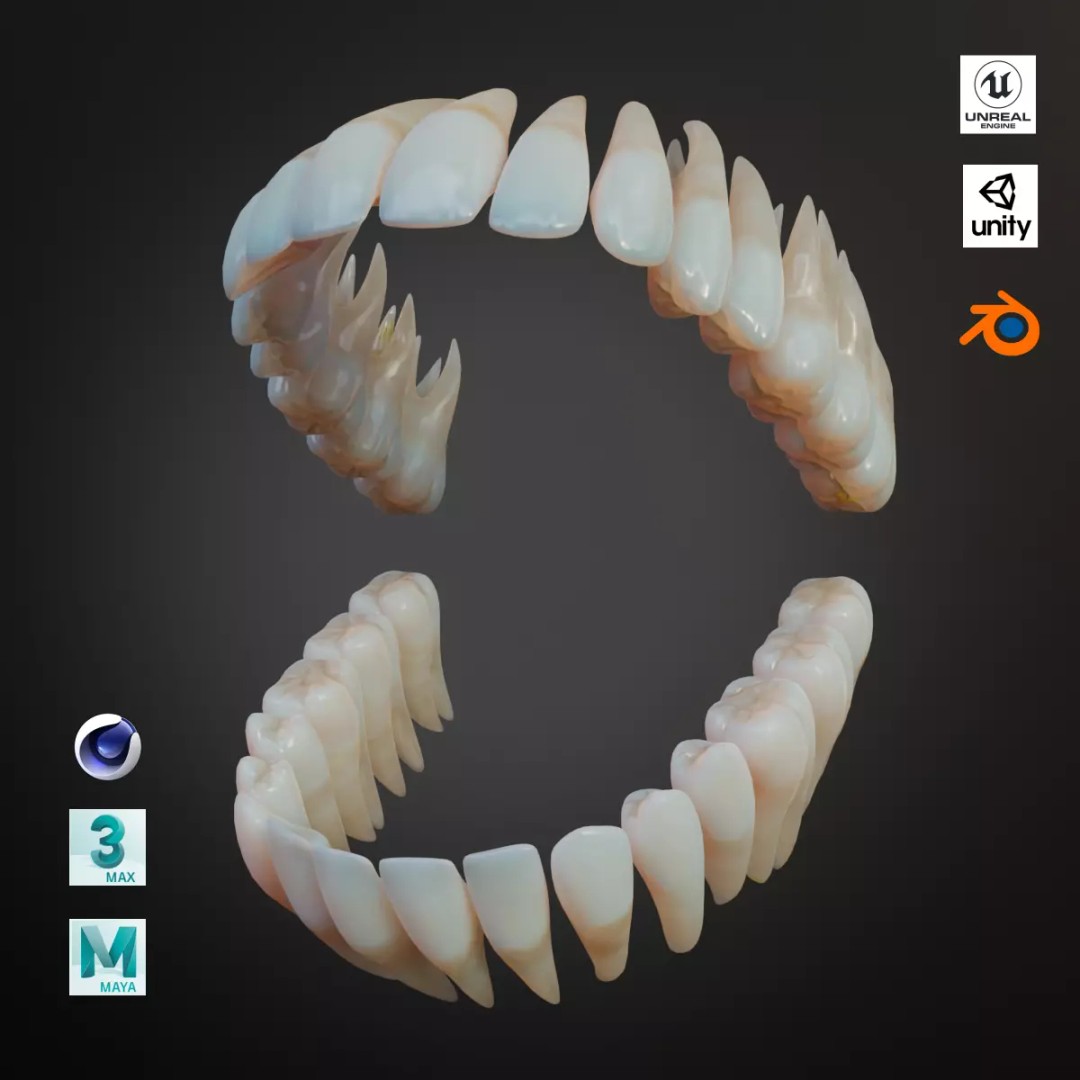 Dirty Human Teeth 3D Model – Low Poly Realistic Dental Asset, FBX - View 2