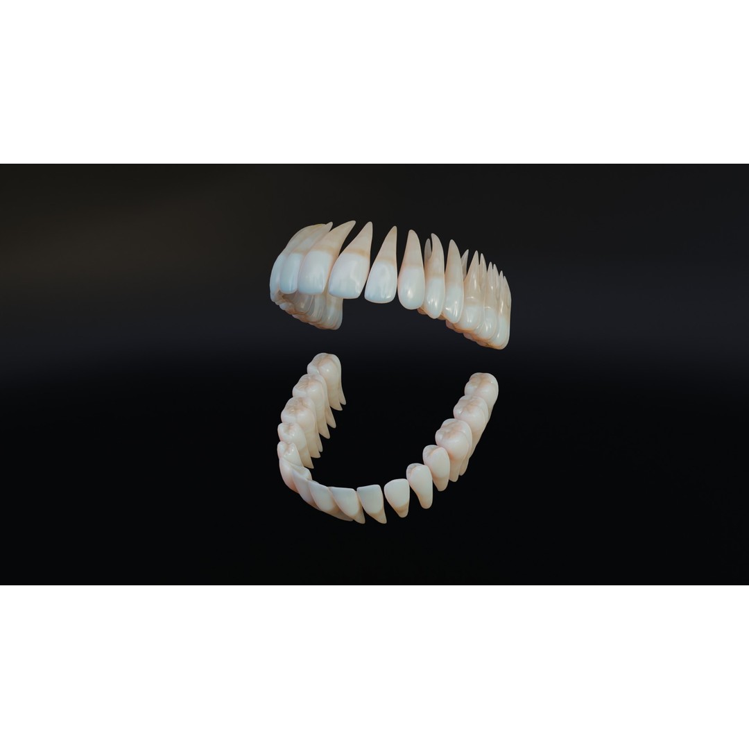 Dirty Human Teeth 3D Model – Low Poly Realistic Dental Asset, FBX - View 3