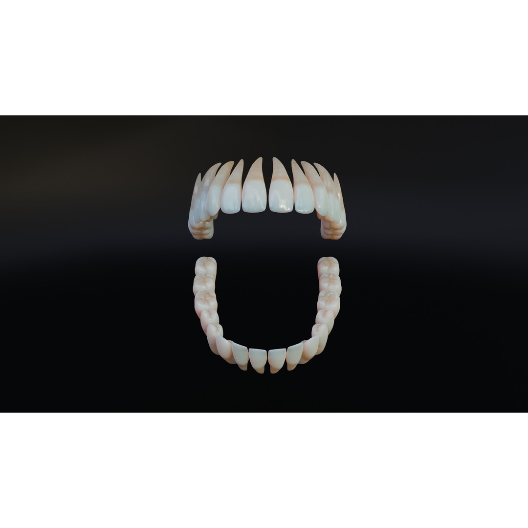 Dirty Human Teeth 3D Model – Low Poly Realistic Dental Asset, FBX - View 4