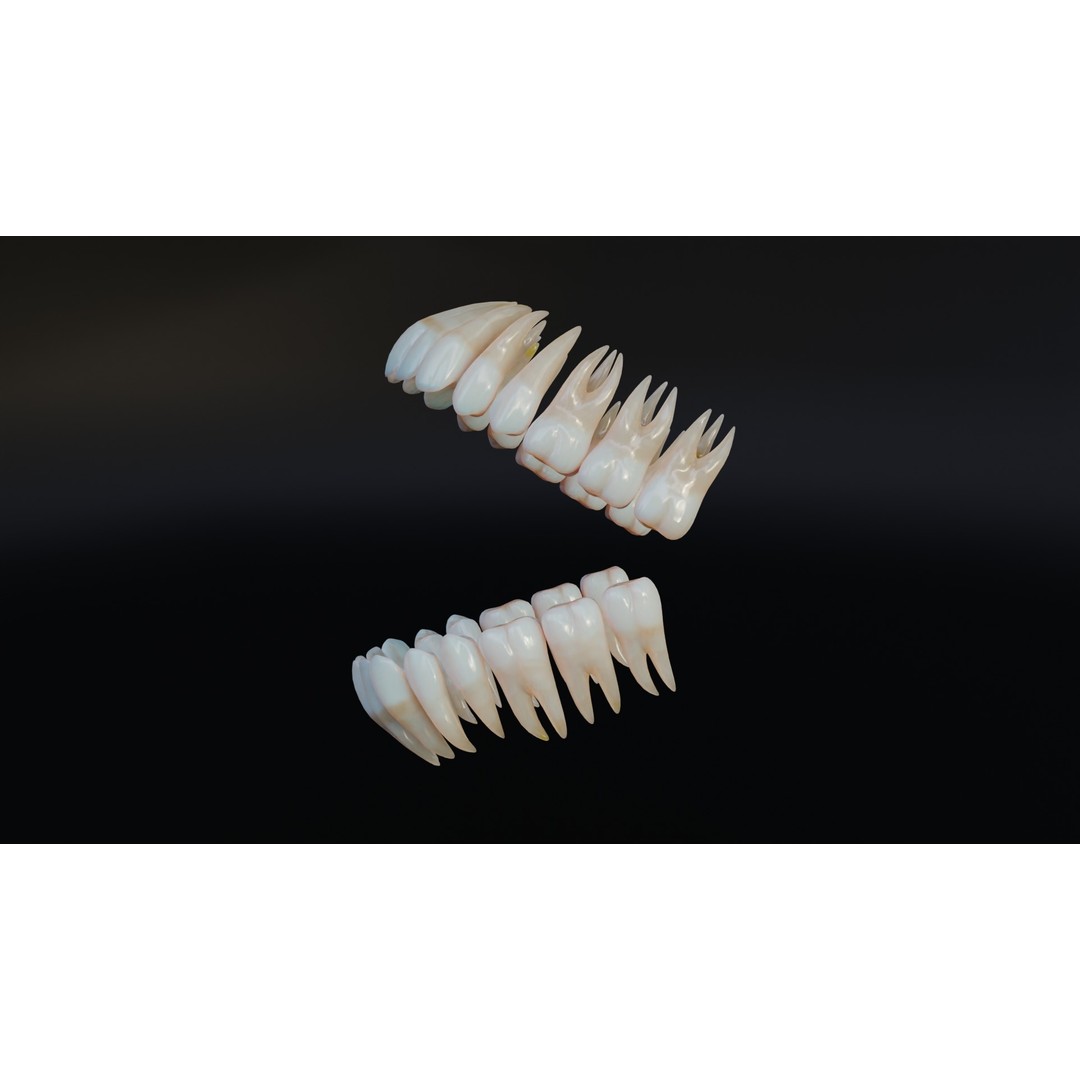 Dirty Human Teeth 3D Model – Low Poly Realistic Dental Asset, FBX - View 5