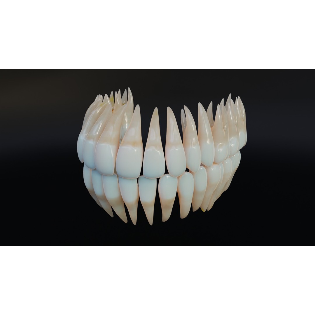 Dirty Human Teeth 3D Model – Low Poly Realistic Dental Asset, FBX - View 6