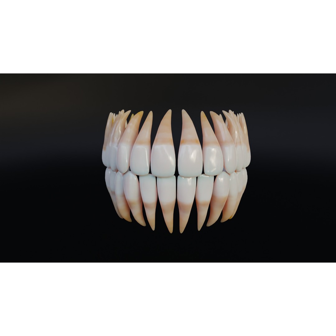 Dirty Human Teeth 3D Model – Low Poly Realistic Dental Asset, FBX - View 7