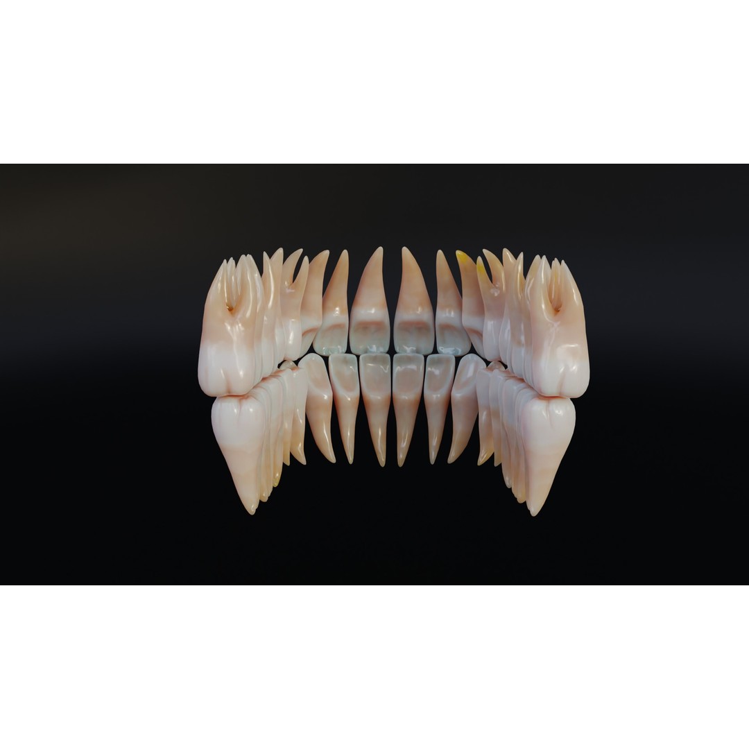 Dirty Human Teeth 3D Model – Low Poly Realistic Dental Asset, FBX - View 8