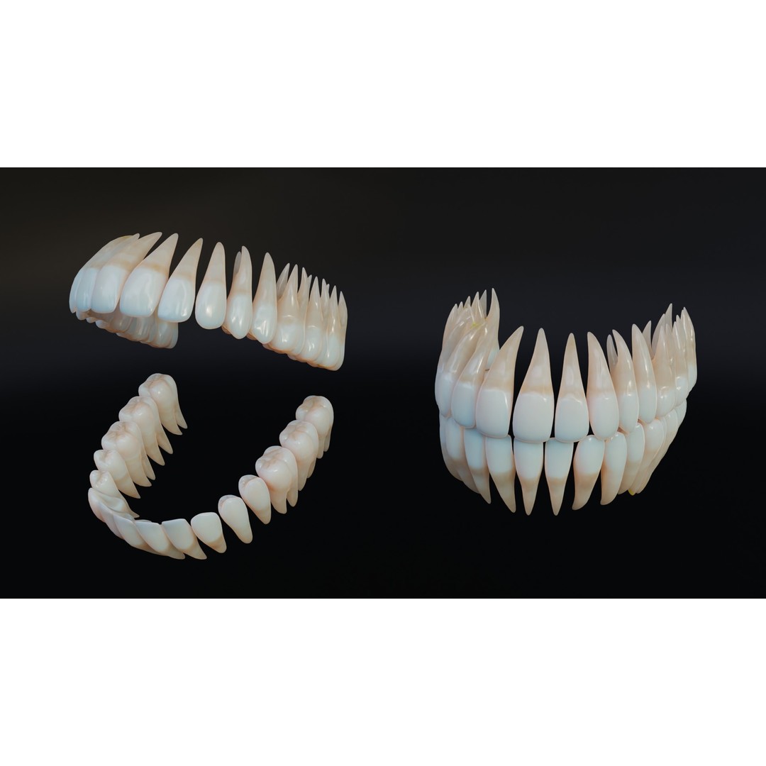 Dirty Human Teeth 3D Model – Low Poly Realistic Dental Asset, FBX - View 9