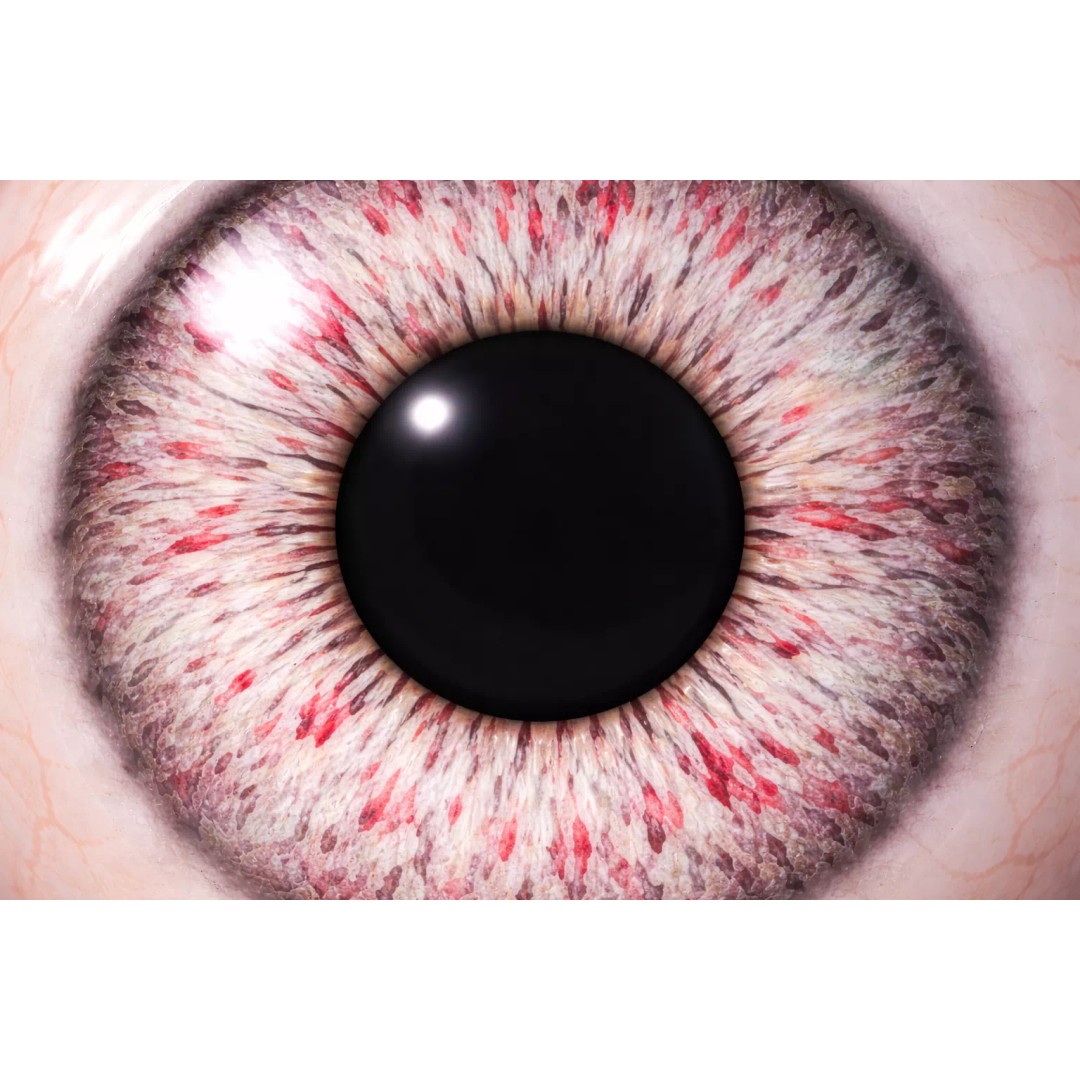 Human Eye 3D Model – Ultra Realistic Procedural Shader, 4K