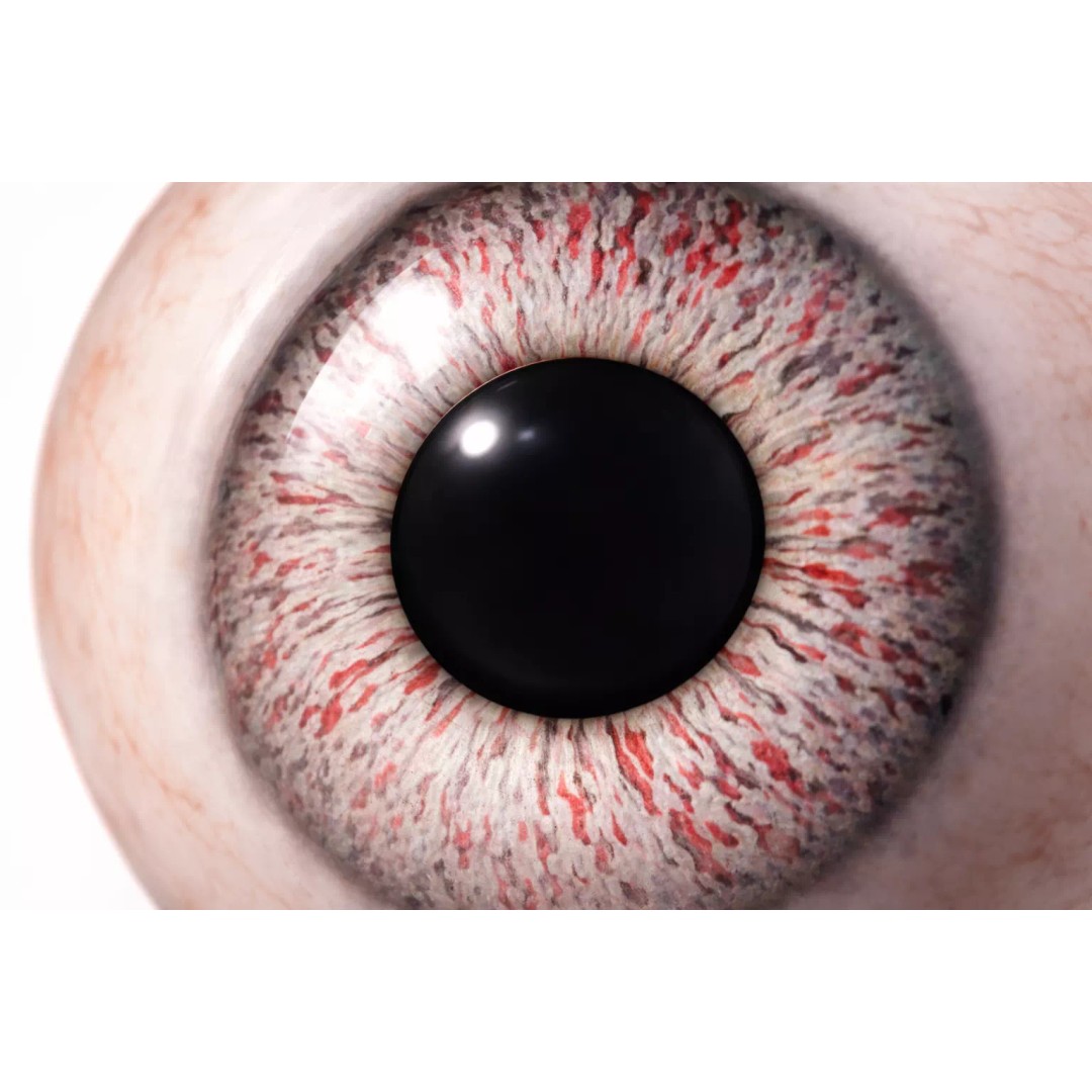 Human Eye 3D Model – Ultra Realistic Procedural Shader, 4K - View 4