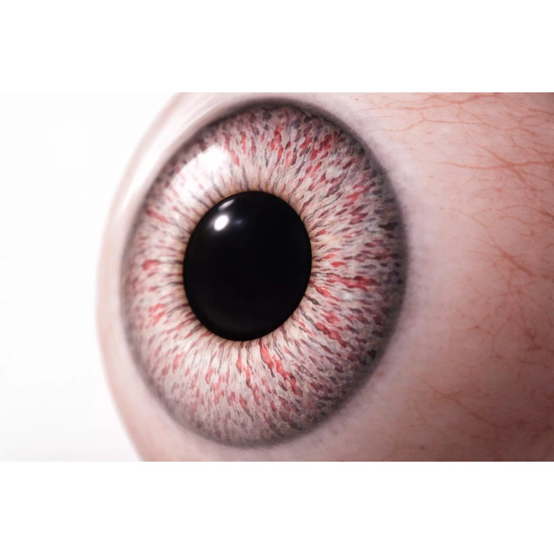 Human Eye 3D Model – Ultra Realistic Procedural Shader, 4K - View 5