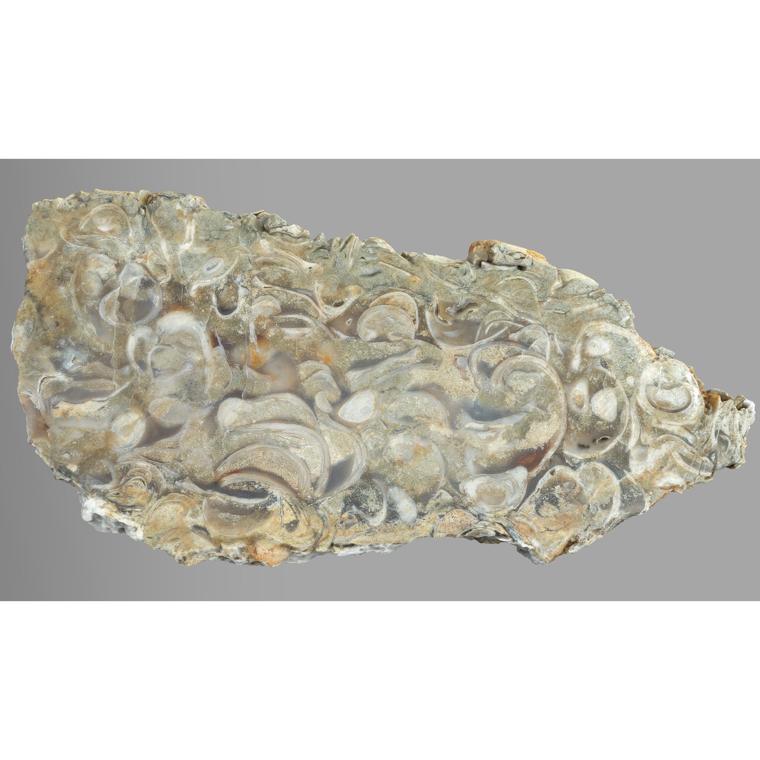 Chalcedony Metasomatite with Bivalve Molluscs - Low-Poly Game-Ready 3D Model - View 4