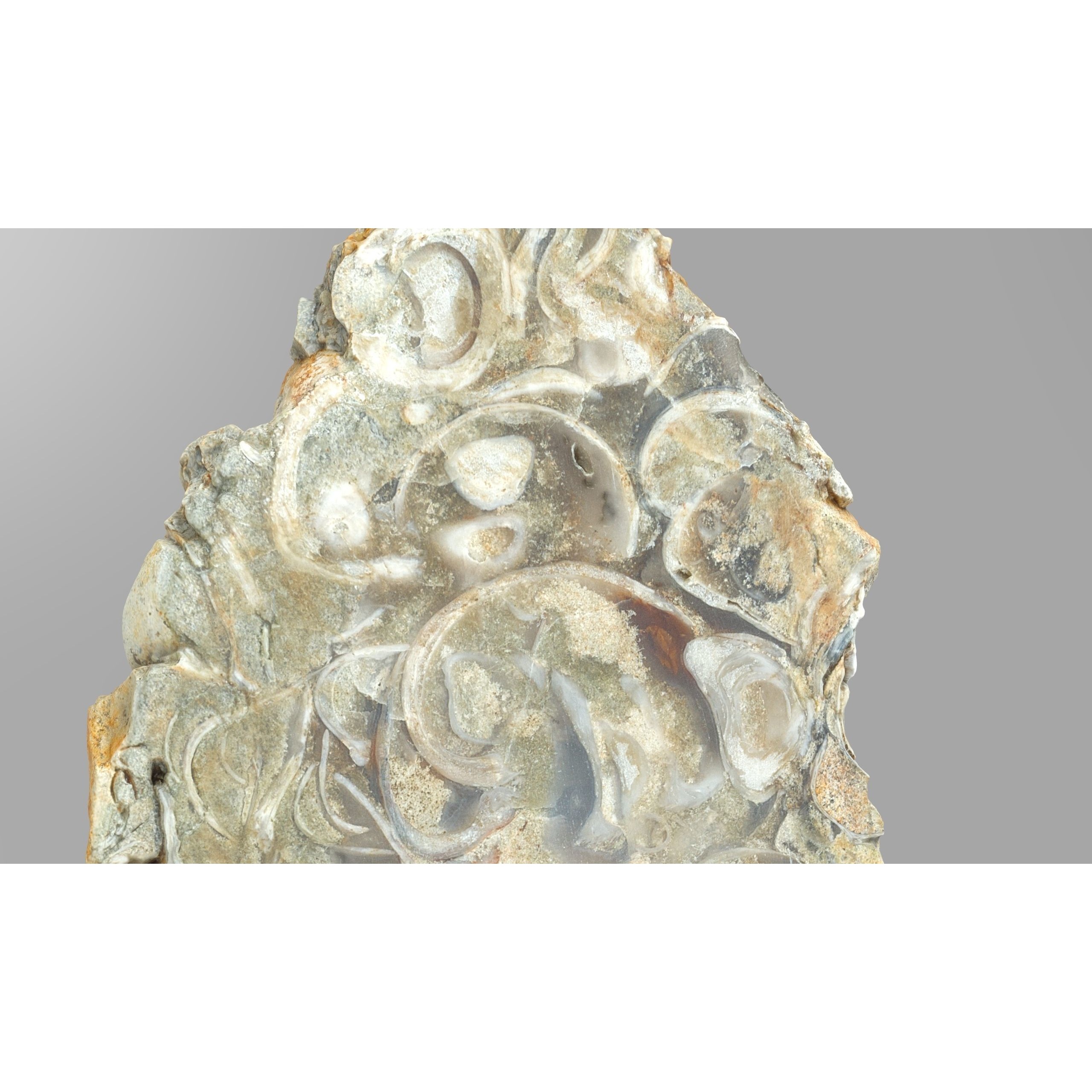 Chalcedony Metasomatite with Bivalve Molluscs - Low-Poly Game-Ready 3D Model - View 5