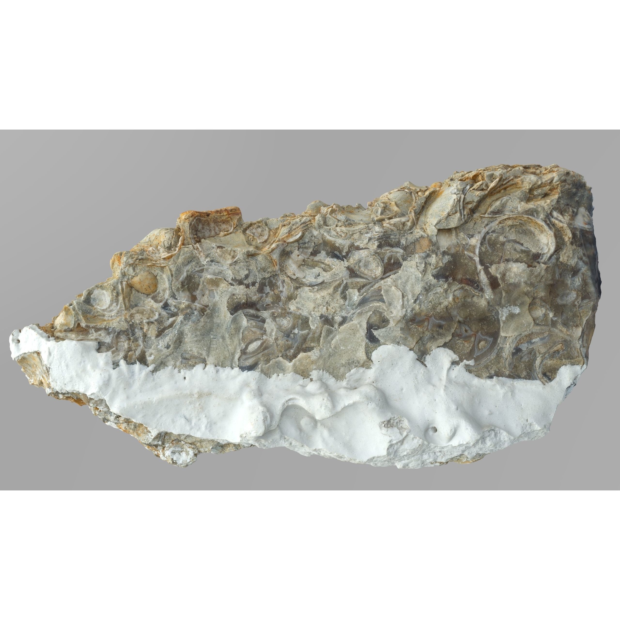 Chalcedony Metasomatite with Bivalve Molluscs - Low-Poly Game-Ready 3D Model - View 6