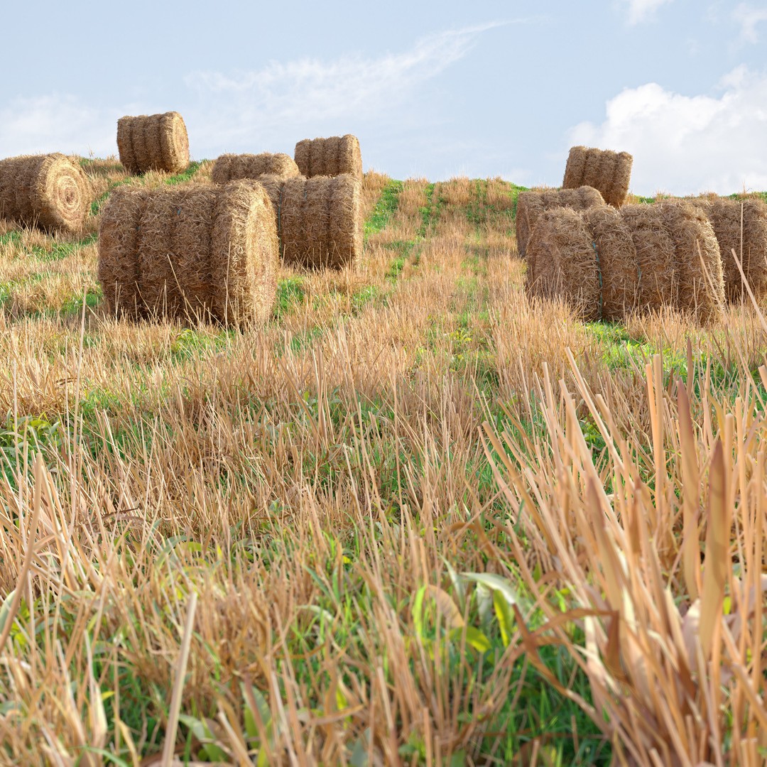 Farm Field 3D Model – Realistic Hay Bale Scene, FBX, PBR - View 5