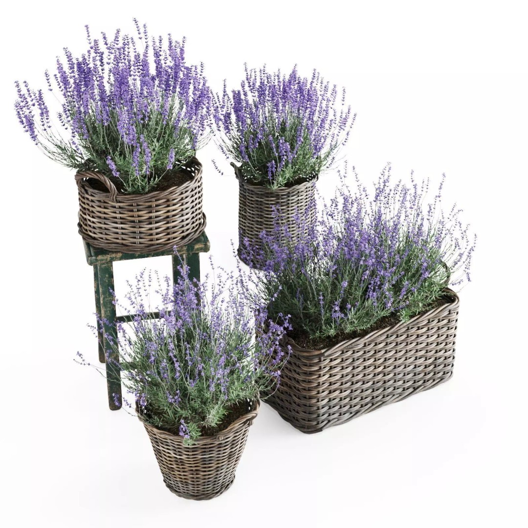Lavender in Wicker Baskets 3D Model – Realistic PBR Plant Asset, FBX