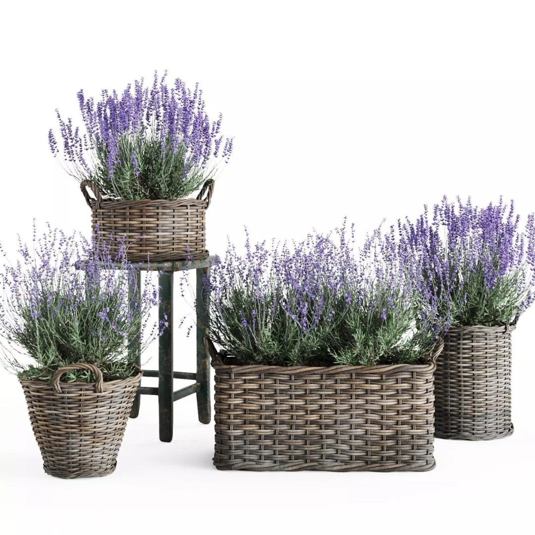 Lavender in Wicker Baskets 3D Model – Realistic PBR Plant Asset, FBX - View 2