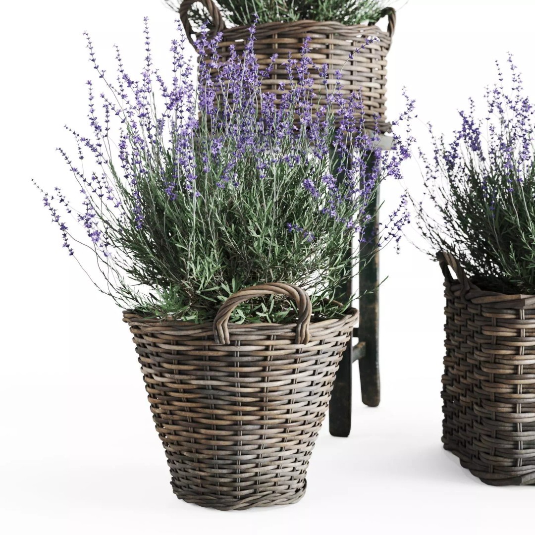 Lavender in Wicker Baskets 3D Model – Realistic PBR Plant Asset, FBX - View 5
