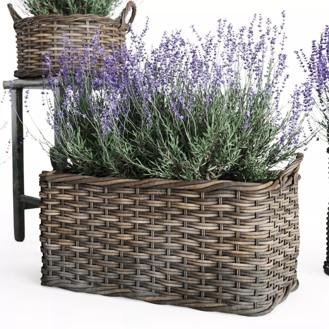 Lavender in Wicker Baskets 3D Model – Realistic PBR Plant Asset, FBX - View 6