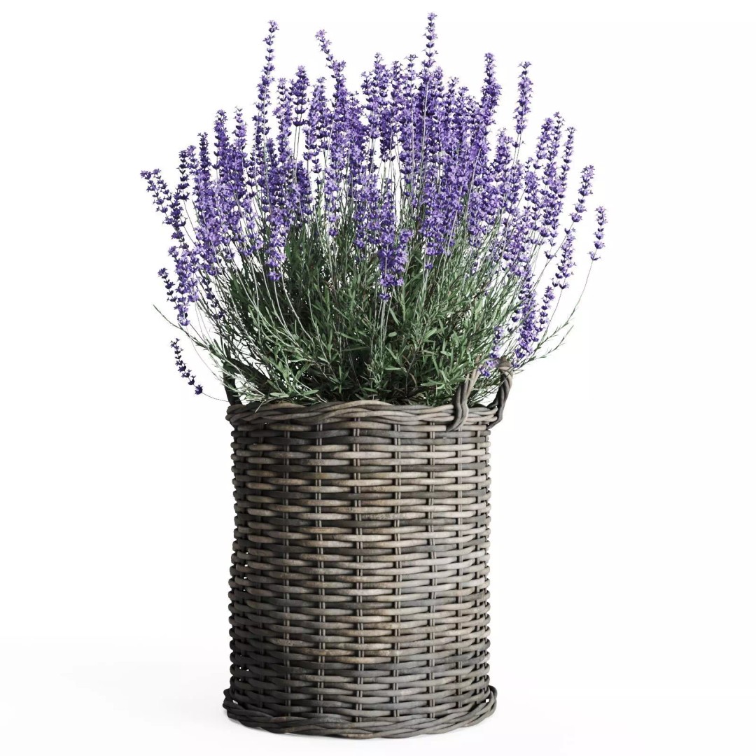Lavender in Wicker Baskets 3D Model – Realistic PBR Plant Asset, FBX - View 8
